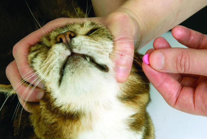 Hold the pill as shown, tilt the jaw upwards and gently open the mouth.